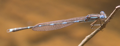 Austrolestes leda
